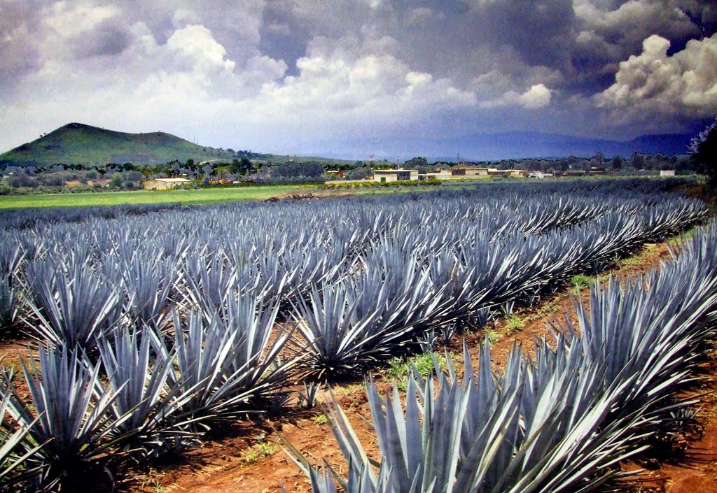 La Nom Del Tequila 006 Scfi 2010 ‹ Guía Sibaris ‹ Sibaris Reserva Tu Mesa