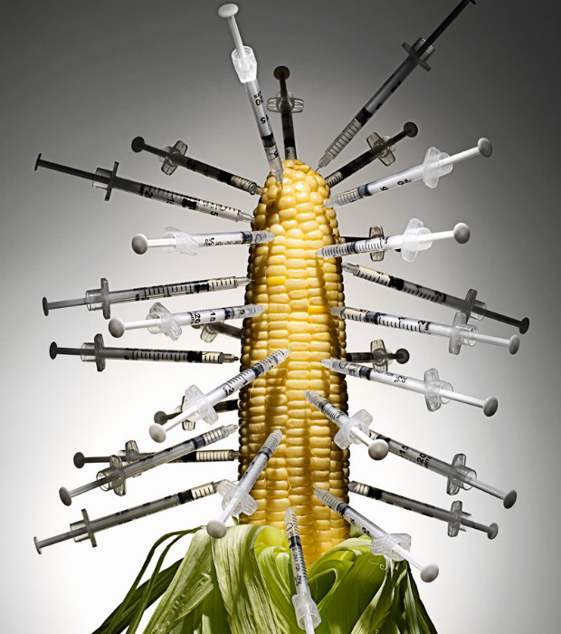 genetically-modified-corn-620700