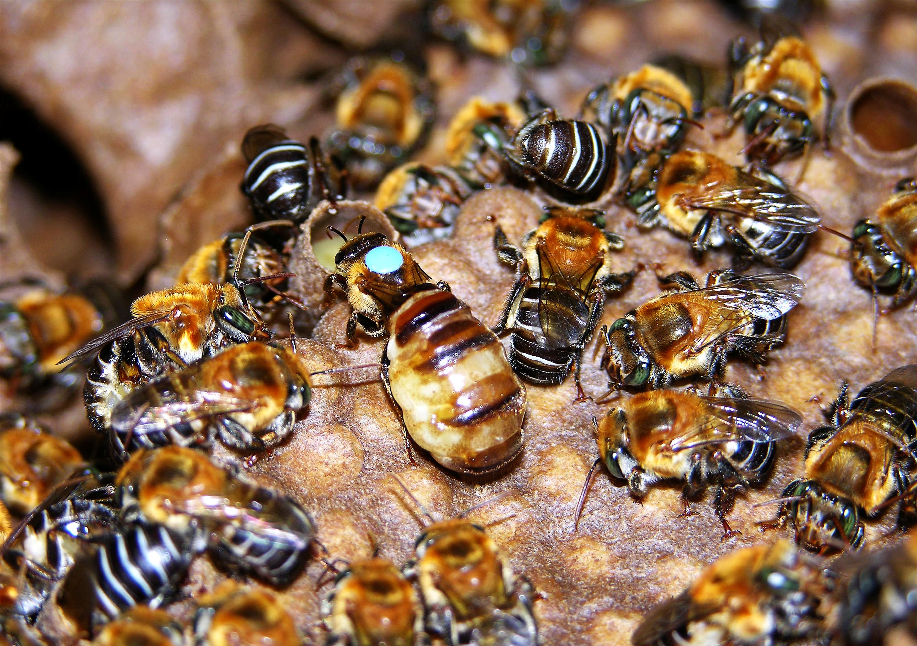 Как можно стать пчелой. Пчела трутовка. Пчела Карника. Королева пчел пчеломатка. Матка улья пчелы.