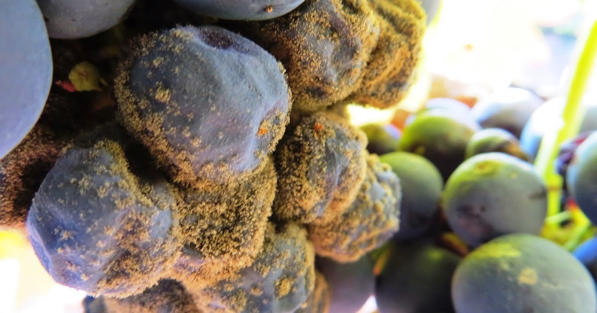 Tipos de podredumbre en las uvas
