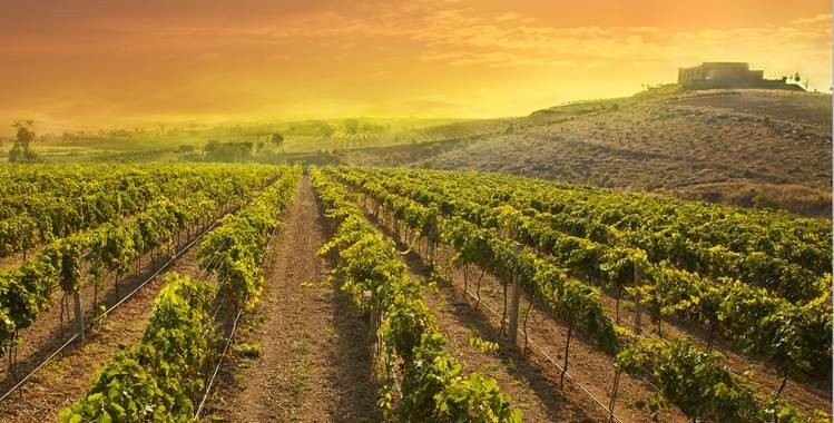 Lista completa de The World's Best Vineyards 2020