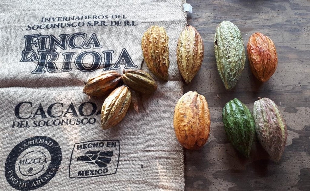 Finca La Rioja de Chiapas, orgullo del cacao mexicano