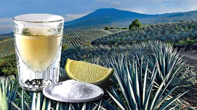 ¿Qué es la Denominación de Origen del Tequila?